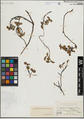 Foto von Salix herbacea L. x Salix nummularia Andersson